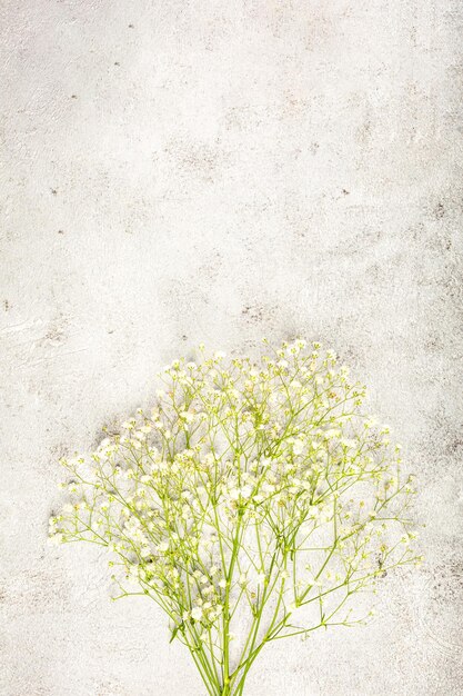 Photo creative banner with fresh white babys breath flower