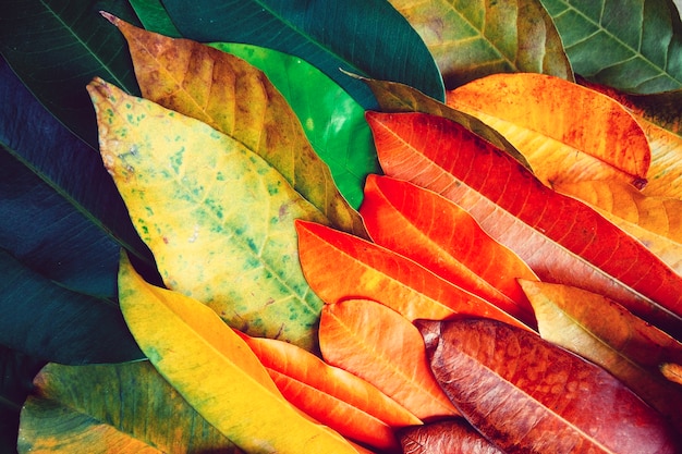 Creative beautiful colorful leafs in autumn for background and backdrop