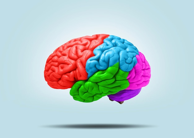 Creative brain with colored lobes on a blue background Creative idea Thinking and parts of the brain Think differently concept