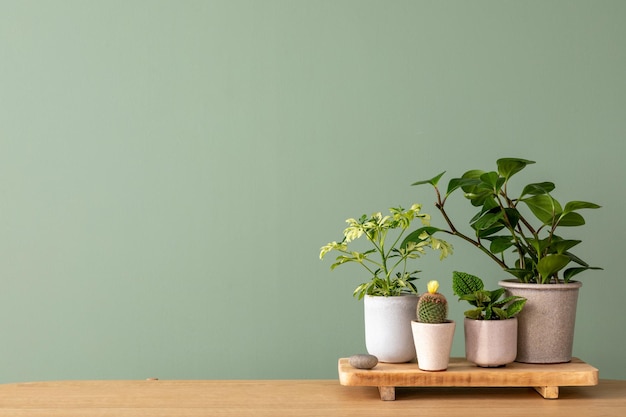 Creative composition of botanic home interior design with lots of plants in classic designed pots