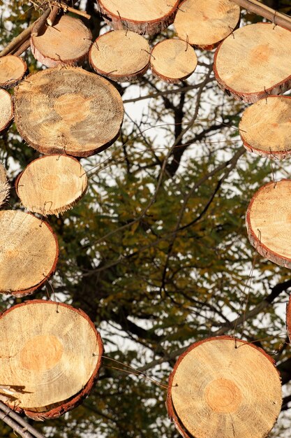 탁 트인 공간에 나무 재료를 사용한 창의적인 구성 흐릿한 배경의 나무 원