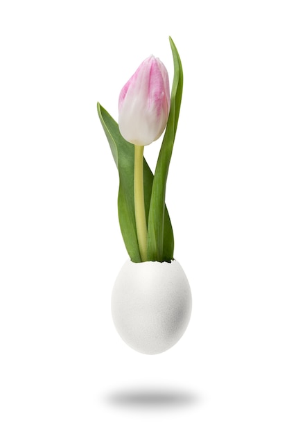 Креативная концепция с цветком тюльпана и яичной скорлупой.