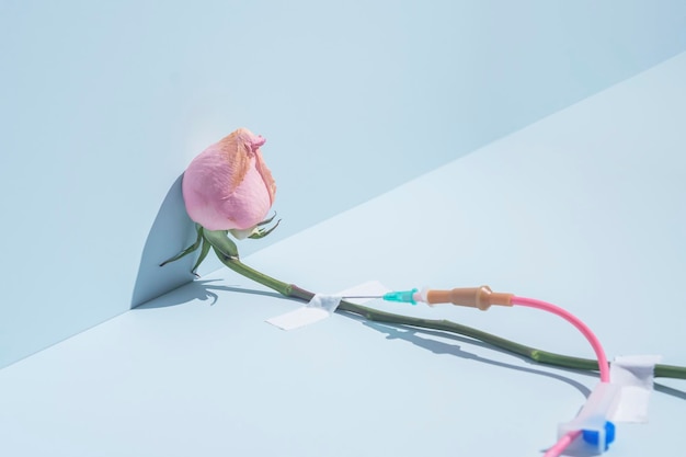 Creative concept of medical recovery or treatment Languid rose with a medical drip on a blue background