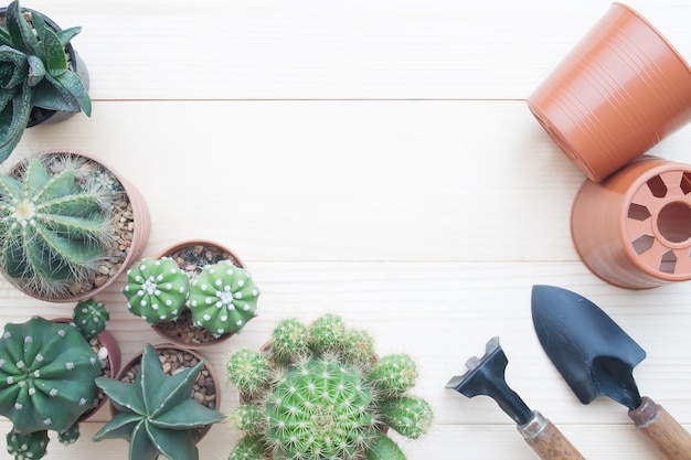 Creative flat lay of variety cactus on wooden table