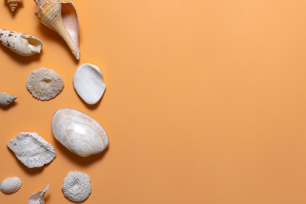 Creative flat lay of various sea shell with copy space for mock up background