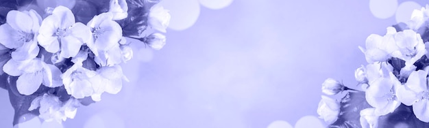 Foto banner floreale creativo con melo o fiori di ciliegio a colori dell'anno 2022 spazio molto peri.copy.