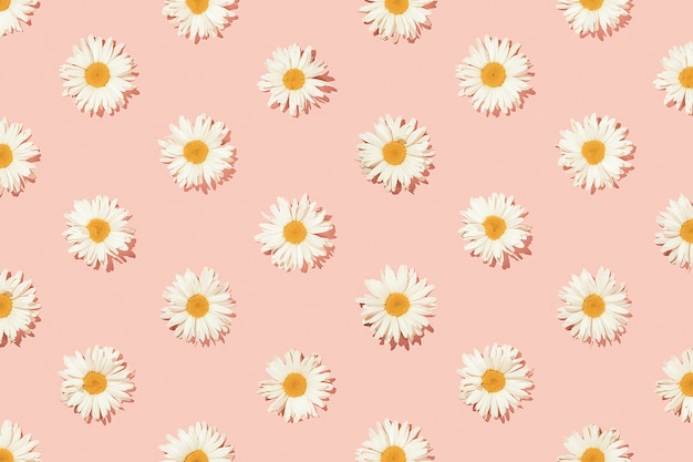 Creative floral pattern of daisy flowers on a pink background. Top view.