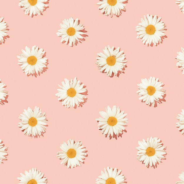 Photo creative floral pattern of daisy flowers on a pink background. top view.