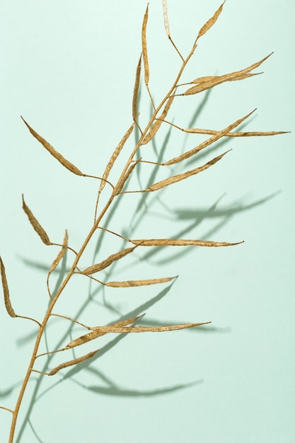 Creative golden painted herbarium grass.