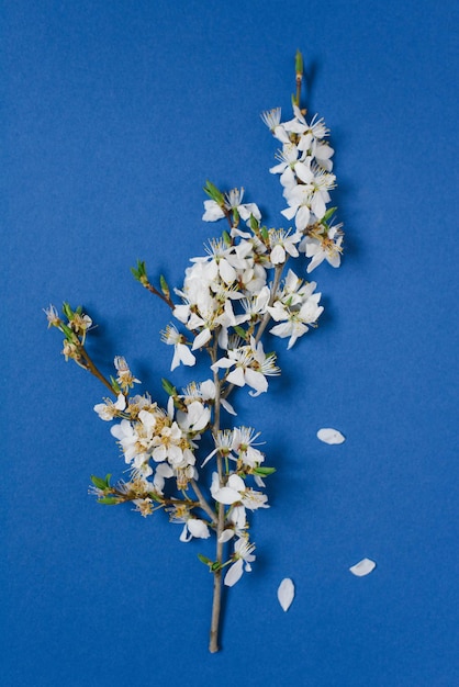 Biglietto d'auguri creativo per pasqua o festa della mamma un ramo con fiori di mela su sfondo blu