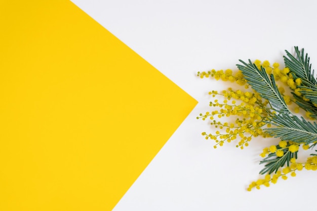 creative greeting card for mother's day or spring or easter holiday mimosa branch on whiteyellow background with copy space flat lay