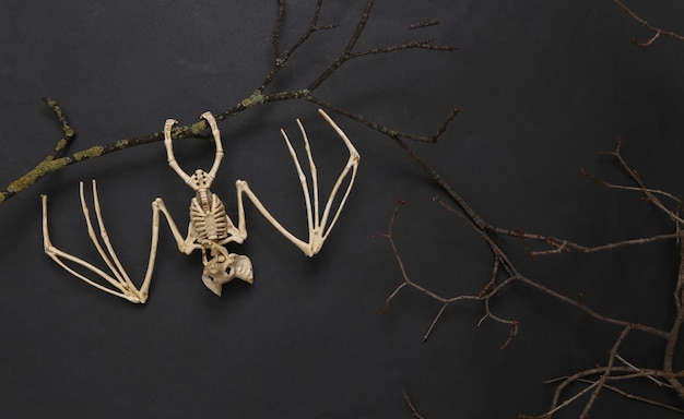 Creative halloween layout Bat skeleton hanging on a branch on black background Flat lay