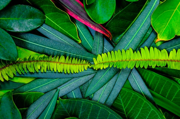 Creative idea of green leafs layout for background and texture.