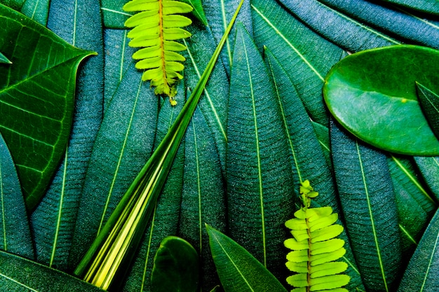 녹색의 창조적 인 아이디어 leafs 배경과 텍스처에 대 한 레이아웃.