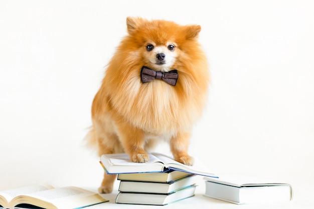 Creative intelligent, smart, serious dog pomeranian spitz professor glasses reading book