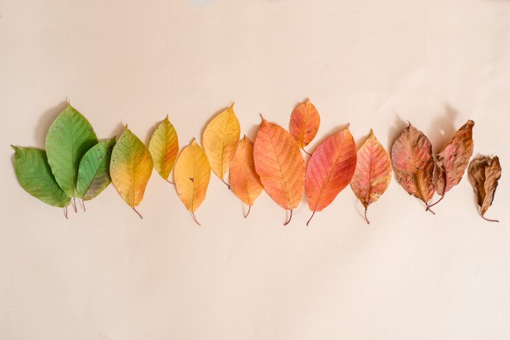Photo 色鮮やかな紅葉の創造的なレイアウト。フラット横たわっていた。シーズン 。