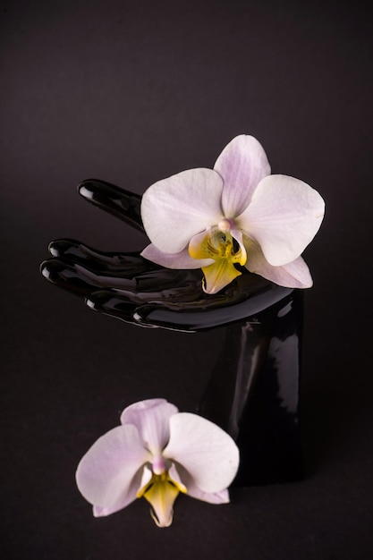 Creative layout from a bright orhid falenopsis on a black background in dakr ceramic hand