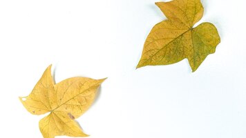 Photo creative layout made of autumn leaves on white background minimalist concept with free copy space