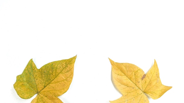 Creative layout made of autumn leaves on white background Minimalist concept with free copy space