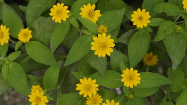 写真 裏庭の美しい黄色の花で作られた創造的なレイアウト。フラットレイ。自然の概念。