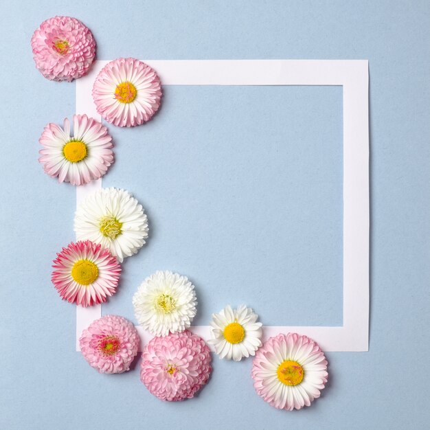 Creative layout made of daisy spring flowers and paper border frame on pastel blue background.