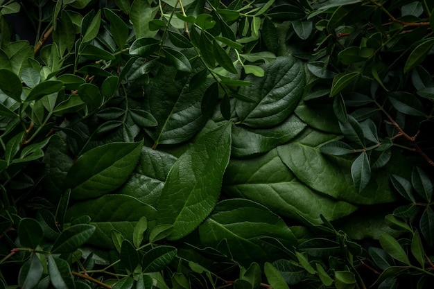 Creative layout made of green leaves