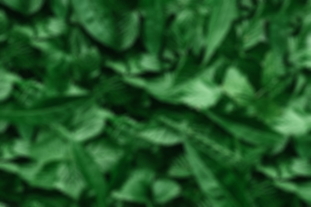 Creative layout made of green leaves. 