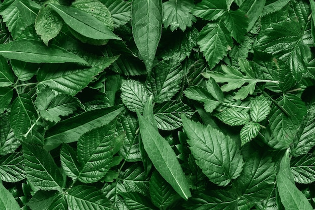 Foto disposizione creativa fatta di foglie verdi.