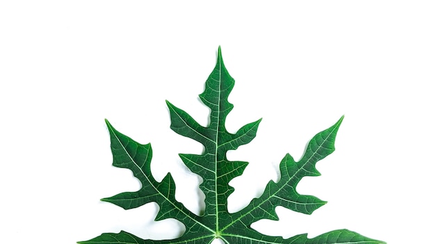 사진 흰색 배경에 열대 잎으로 만든 창의적인 레이아웃 무료 복사 공간이 있는 미니멀리즘 개념