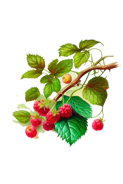 Creative layout made of raspberry with watercolor spots on the white background AI Generated