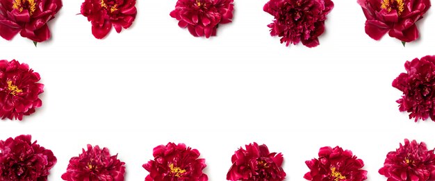 Creative layout made of red peony flowers on white