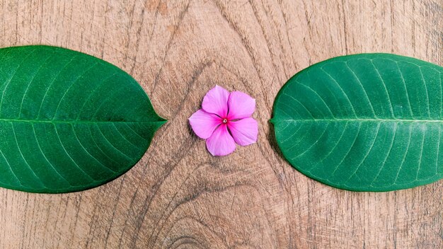 Layout creativo fatto di foglie tropicali su fondo in legno concetto minimalista con spazio copia