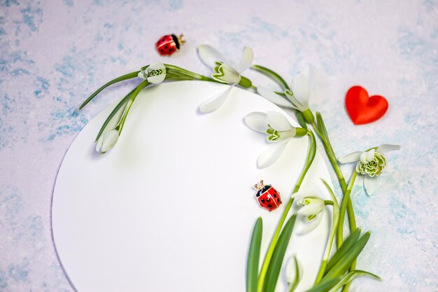 Creative layout made with snowdrop flowers and ladybugs on a circle