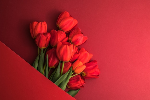 Creative layout made with tulip flowers on bright red  surface