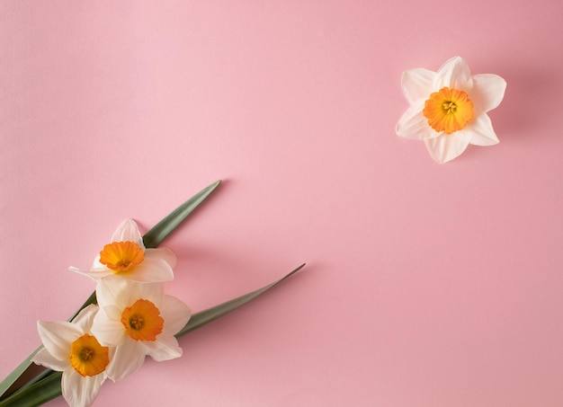 Photo creative layout narcissus flovers and leaves on pastel pink background minimal holiday concept