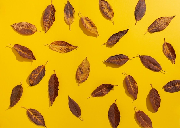 Creative layout pattern from made of dry autumn leaves on yellow background