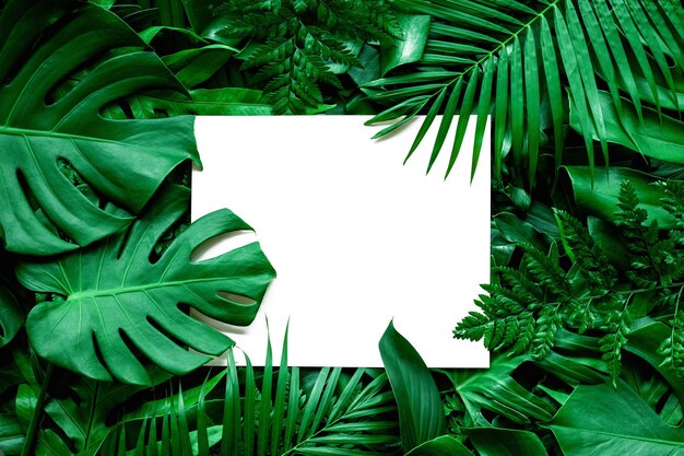 creative layout of tropical leaves background with white square frame
