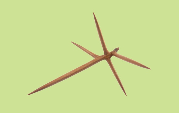 Creative mockup of acacia thorns on a yellow background.\
creative flat set of acacia thorns.