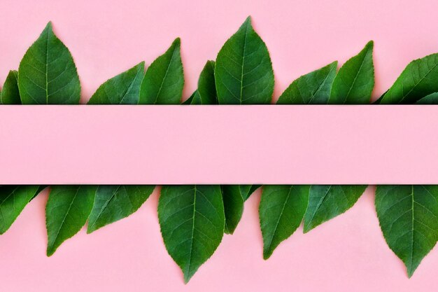 Creative mockup border made of bright green leaves on a pink background with copy space for text