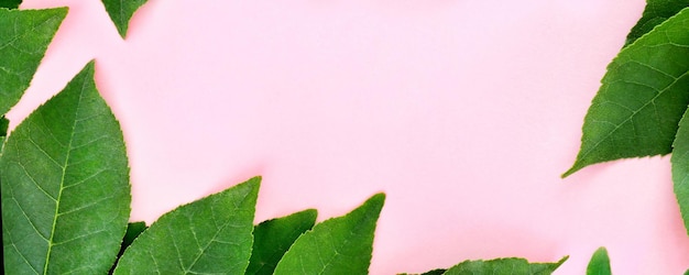 Photo creative mockup border made of bright green leaves on a pink background