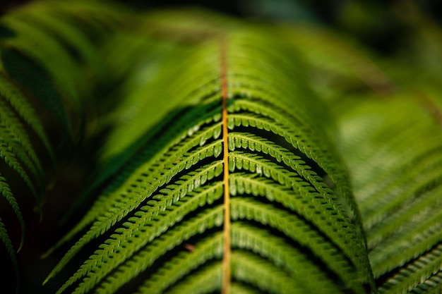 Photo creative nature background with a pattern of green leaves the natural concept