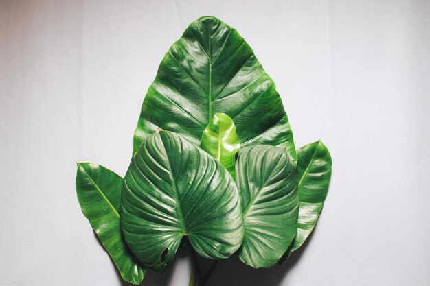 creative nature layout made of tropical leaves and flowers flat lay summer concept