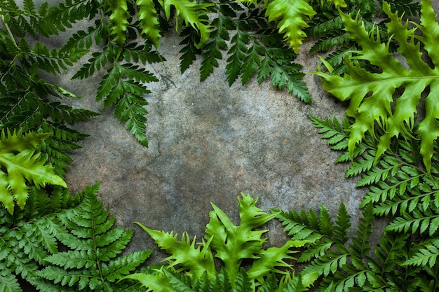 Disposizione creativa della natura fatta di foglie tropicali