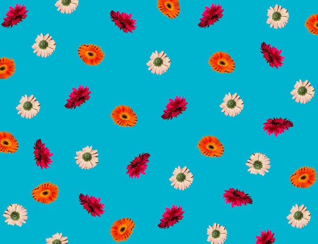 Creative pattern made with various daisy spring flowers on blue background Minimal summer concept