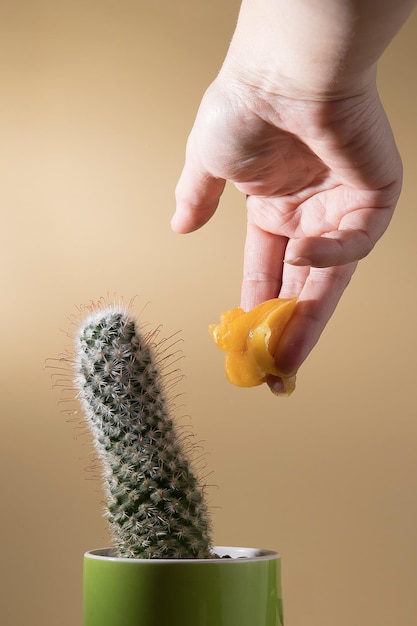 Creative photo of sugaring epilation cactus with hair removal items