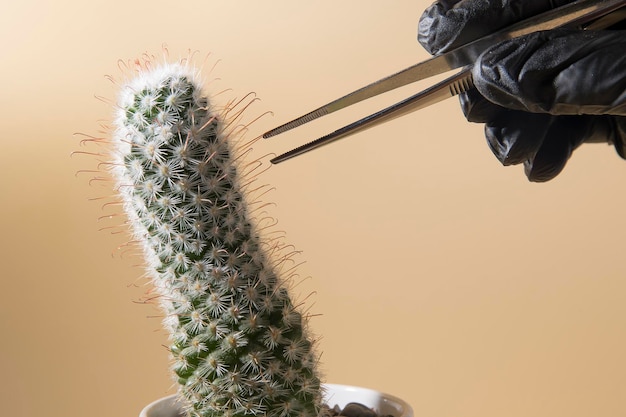 Creative photo of sugaring epilation cactus with hair removal items