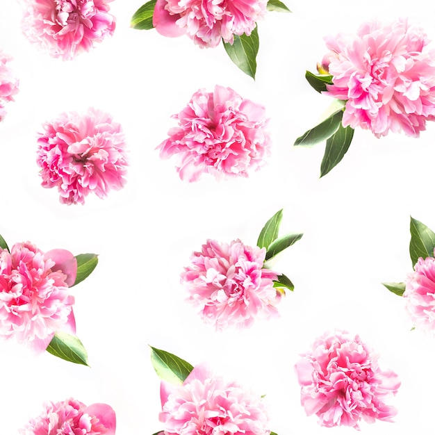 Creative seamless pattern of pink peony flower on white. 