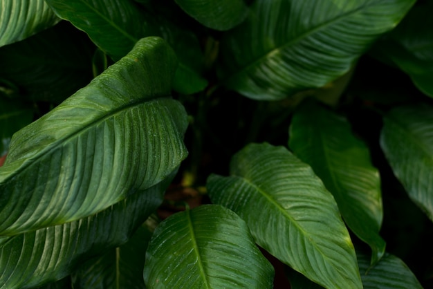 크리 에이 티브 열대 녹색 나뭇잎 레이아웃.