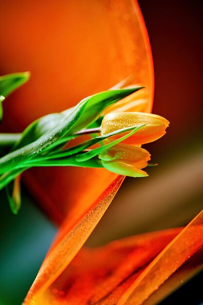 Creative yellow tulips composition with transparent orange wrapBold vivid colors Copy space for text