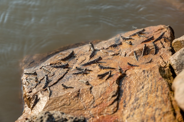 Photo creatures on the beachjumping fishmudskipper